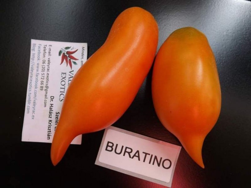 Burattino paradicsom - Paradicsom különlegességek az Egzotikus Növények Stúdiója kínálatából